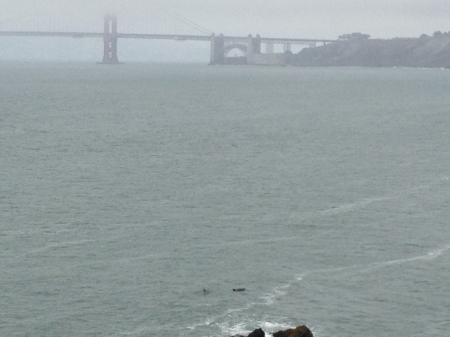 San Francisco July 2013