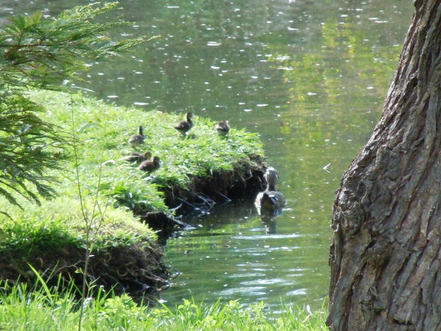 Baby Ducks Spring 2013