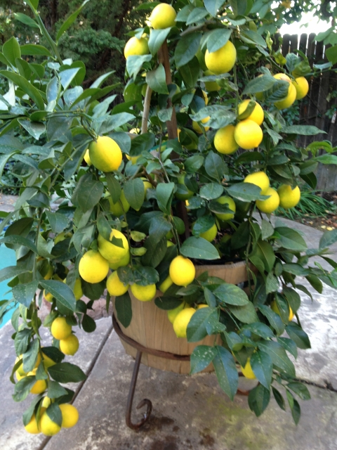 Meyers Lemon Tree
