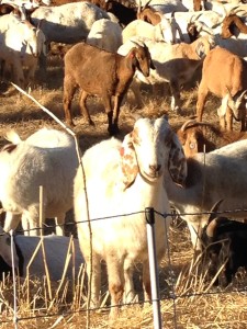Goats in the neighborhood. Nutmeg Notebook